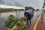 ATENDIEN AUTORIDADES REPORTES DE CAÍDA DE ARBOLES Y ANUNCIOS