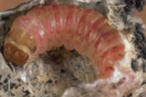 Destaca Agricultura resultados positivos del Programa Binacional contra plagas del algodonero