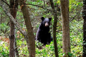 Grupo Bimbo y la SEMARNAT firman convenio para fortalecer la conservación del oso negro mexicano