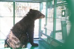 LIBERAN EN COAHUILA EJEMPLAR DE OSO NEGRO TRAS EXITOSO PROCESO DE RECUPERACIÓN