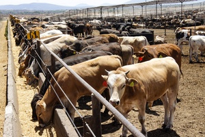 AGRICULTURA: A partir del 7 de julio EUA reabrirá su frontera al ganado de pie