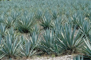 Tequila mexicano conquista los mercados globales