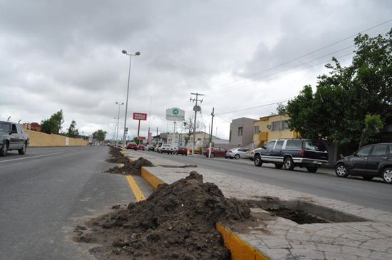 SUSTITUIRÁN PINOS POR PALMAS EN AVENIDAS 