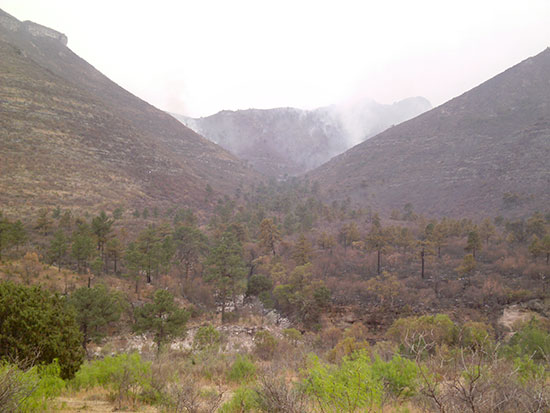 En un radio de 150 kilómetros  combaten brigadistas incendios forestales en Coahuila