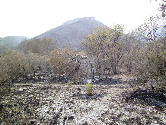 En un radio de 150 kilómetros  combaten brigadistas incendios forestales en Coahuila