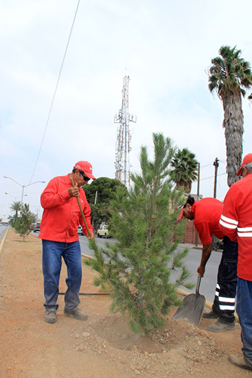 Reforesta municipio vialidades de Saltillo