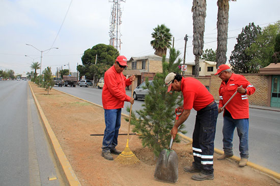 Reforesta municipio vialidades de Saltillo