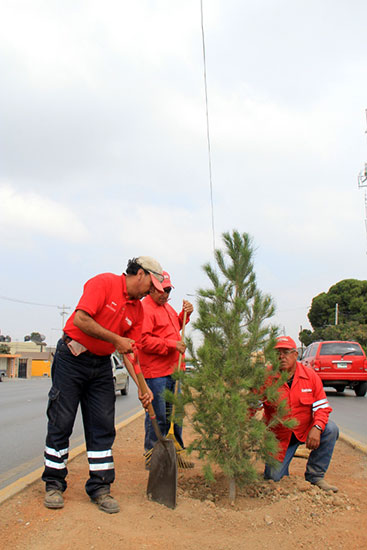 Reforesta municipio vialidades de Saltillo