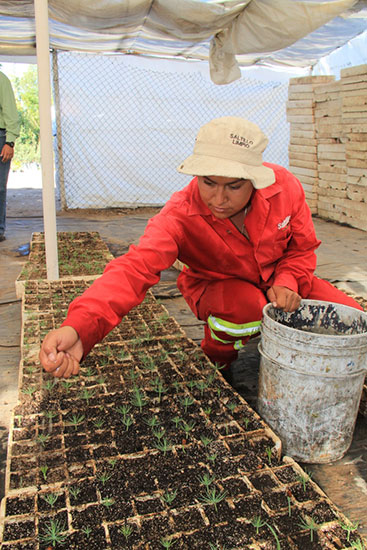 Da salida Vivero Municipal a especies para reforestación