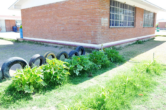 Inician cosechas en huertos escolares