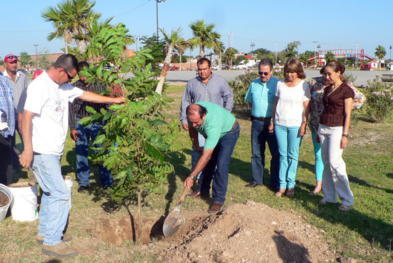 Impulsan el proyecto de decretar al nogal criollo como la especie representativa de Coahuila