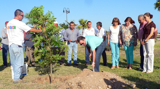 Impulsan el proyecto de decretar al nogal criollo como la especie representativa de Coahuila