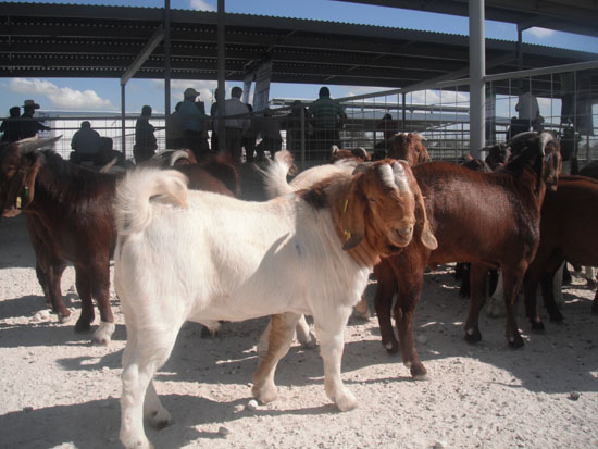 ENTREGARÁ DESARROLLO RURAL SEMENTALES OVINOS Y CAPRINOS CON REGISTRO GENEALÓGICO