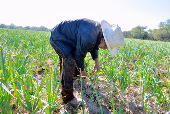 RECIENTES LLUVIAS BENEFICIAN AL CAMPO NIGROPETENSE 