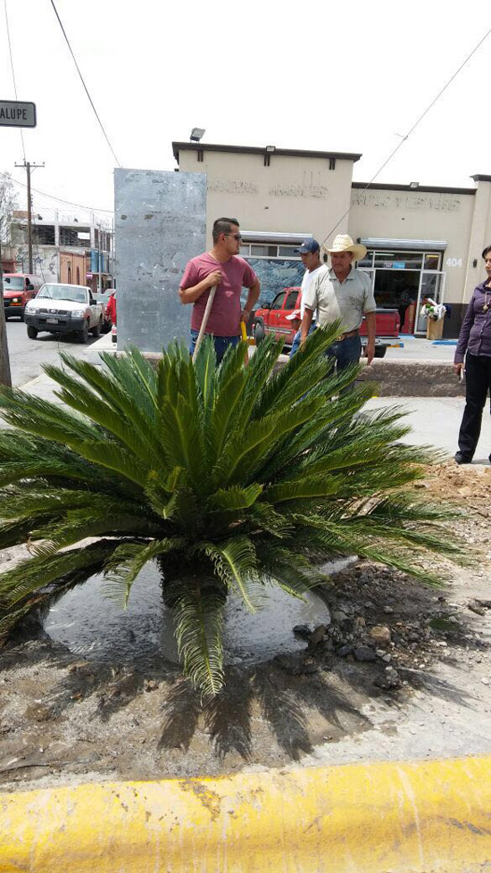 Avanza programa "Ramos Verde" 