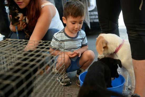 Tienen mascotas nuevo hogar 