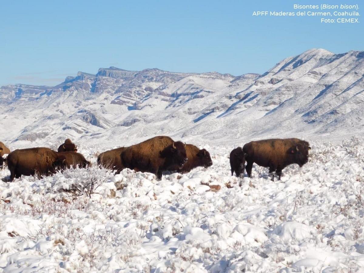 Hermosa manada de bisontes en el norte de Coahuila