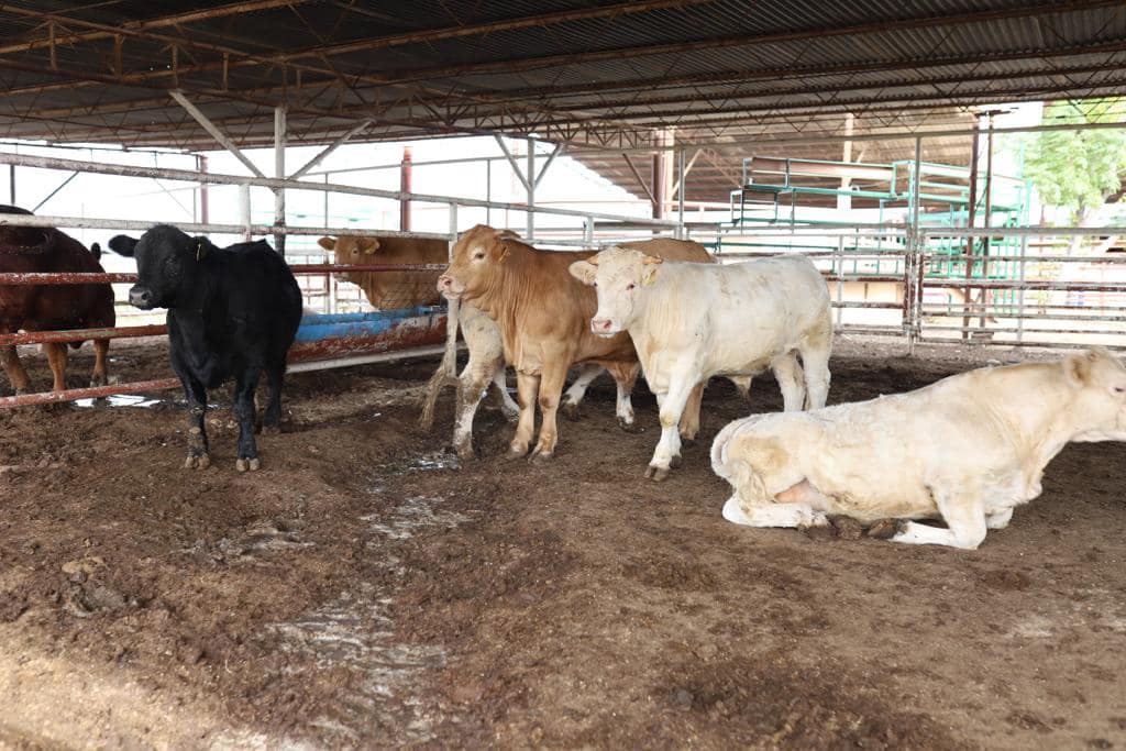 INAUGURA EL ALCALDE EMILIO DE HOYOS MONTEMAYOR LA EXPO GANADERA 2023