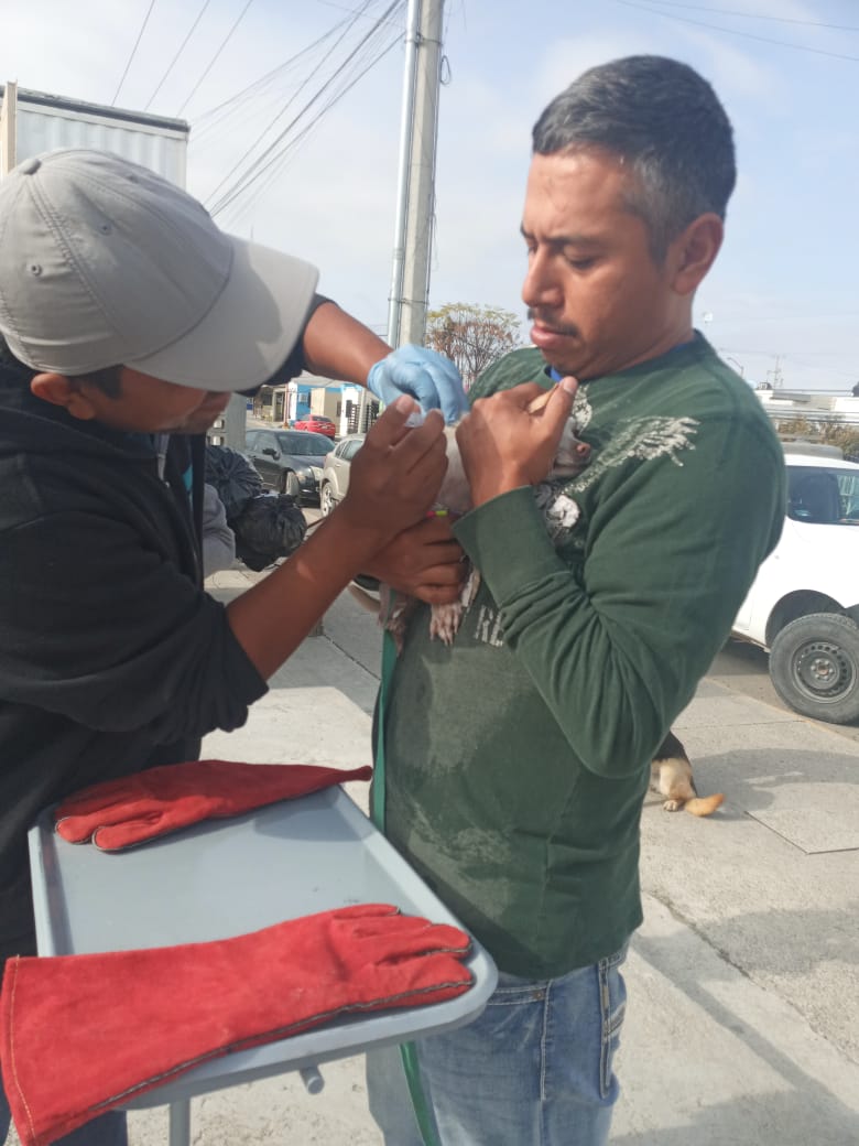 POSITIVA RESPUESTA DE PROPIETARIOS DE MASCOTAS A LA CAMPAÑA GRATUITA DE VACUNACIÓN ANTIRRÁBICA