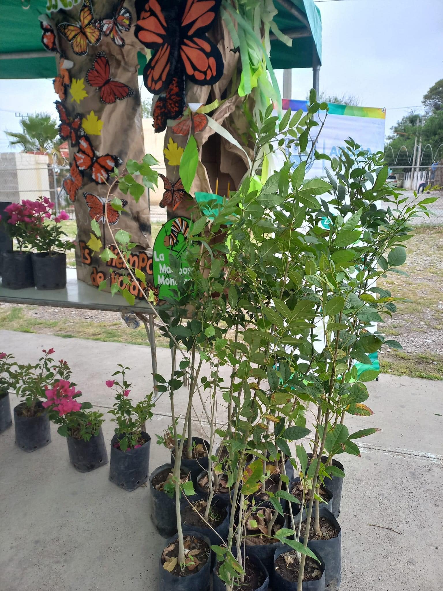 la Dirección de Ecologia participa en la empresa Bendix de México S A. de C.V.