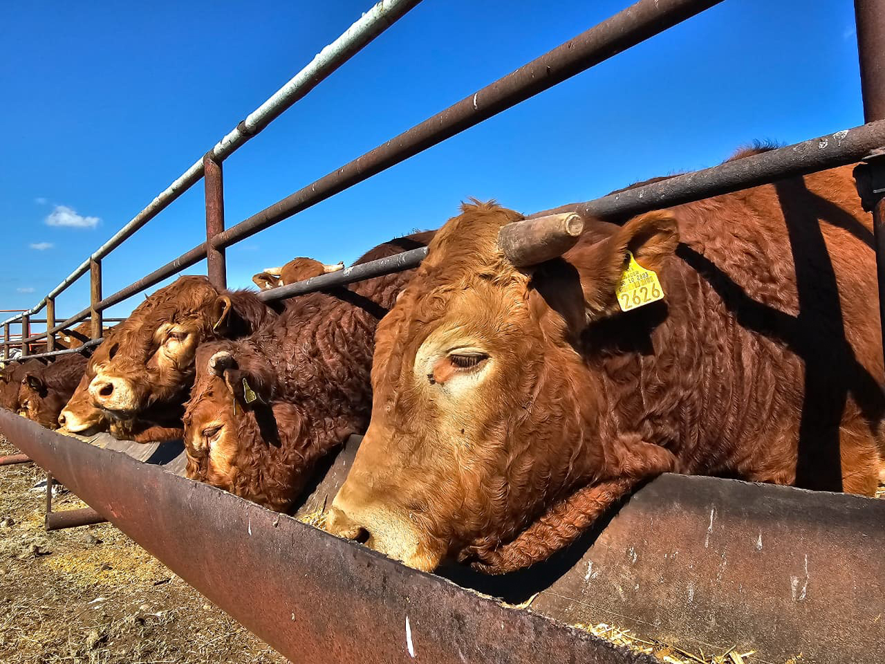 AGRICULTURA y Coahuila realizan primera entrega de sementales en arranque del Programa Integral de Producción de Carne