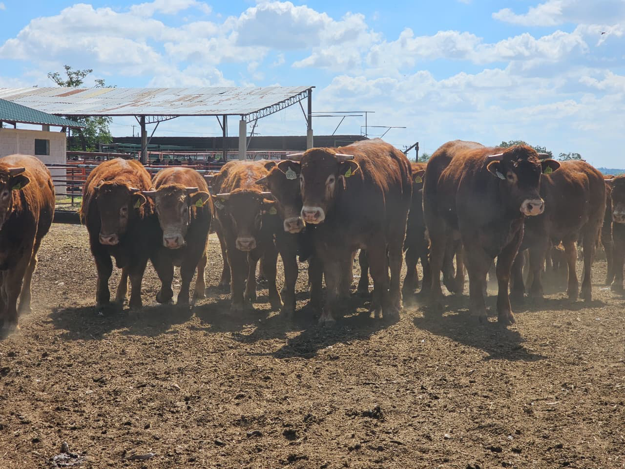 AGRICULTURA y Coahuila realizan primera entrega de sementales en arranque del Programa Integral de Producción de Carne