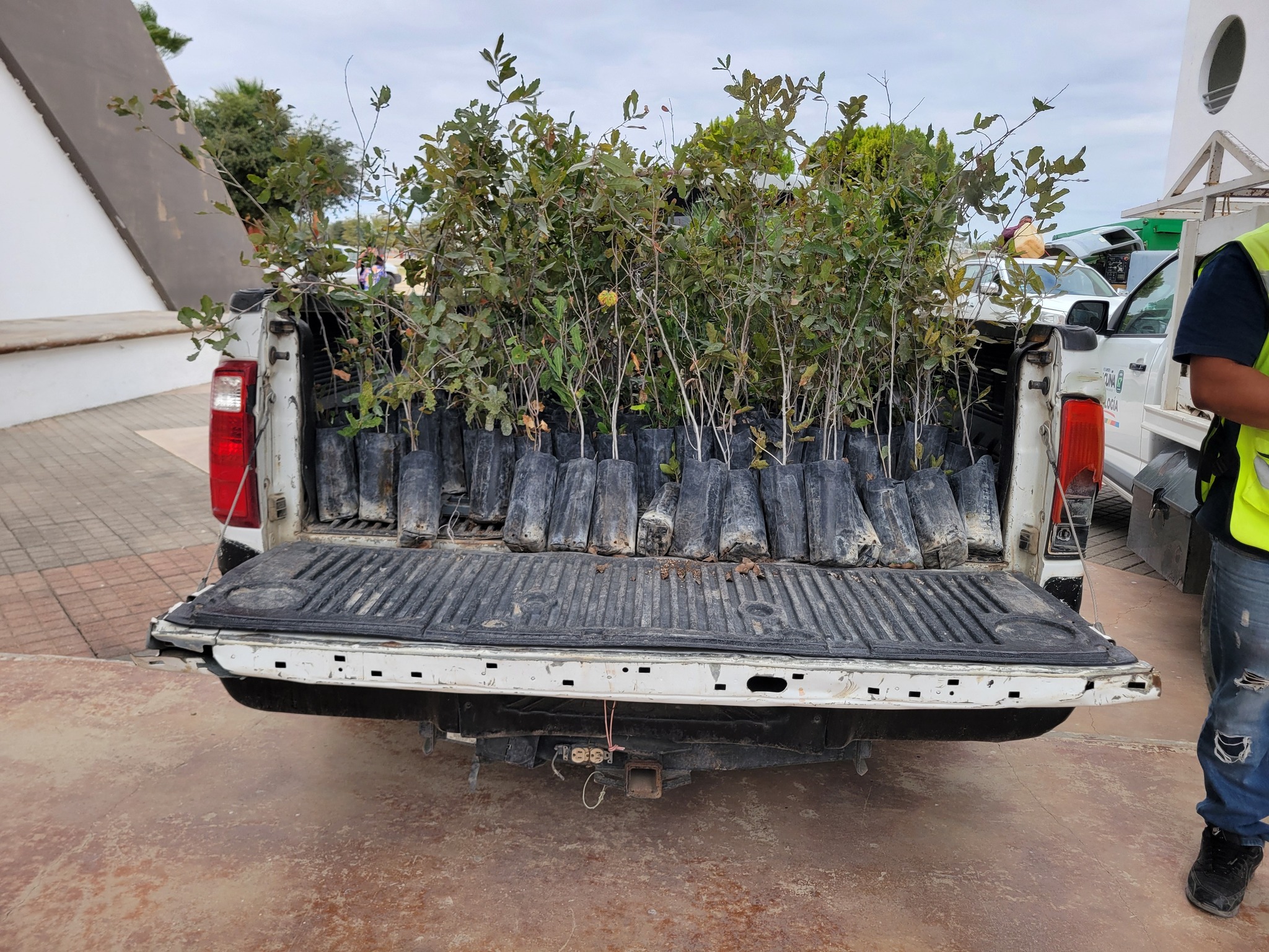 3 mil árboles en el 3er programa de reforestación
