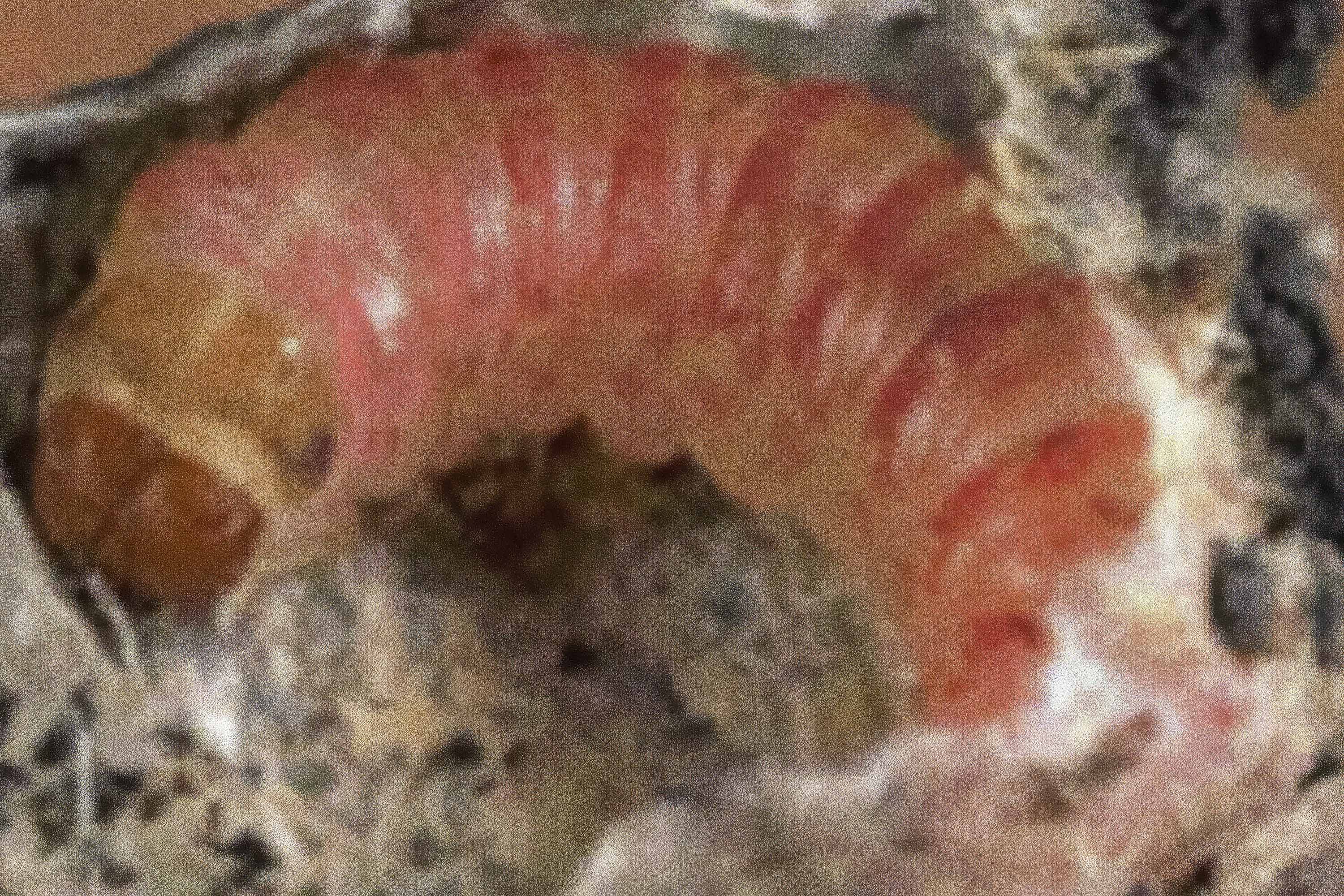 Destaca Agricultura resultados positivos del Programa Binacional contra plagas del algodonero