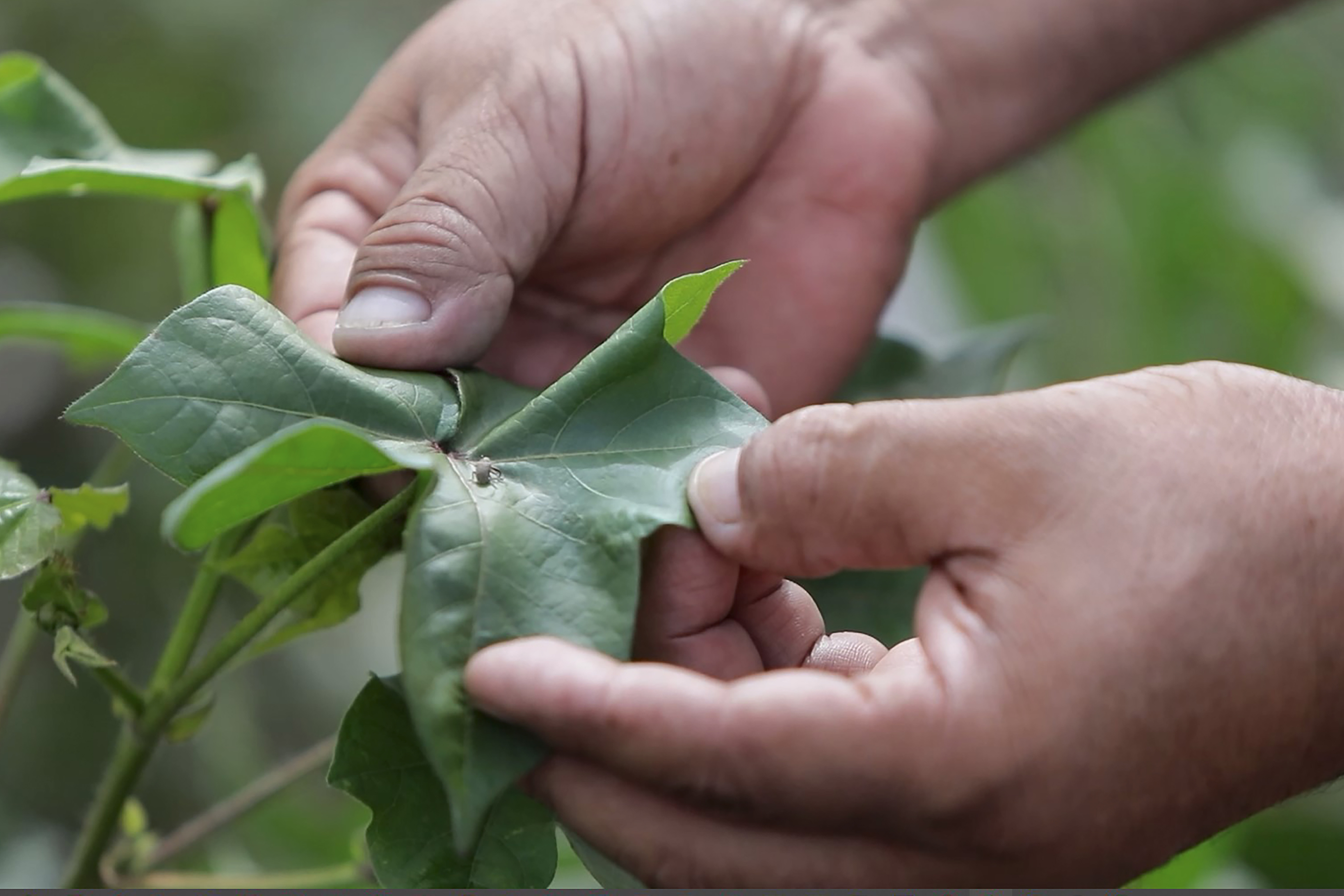 Destaca Agricultura resultados positivos del Programa Binacional contra plagas del algodonero
