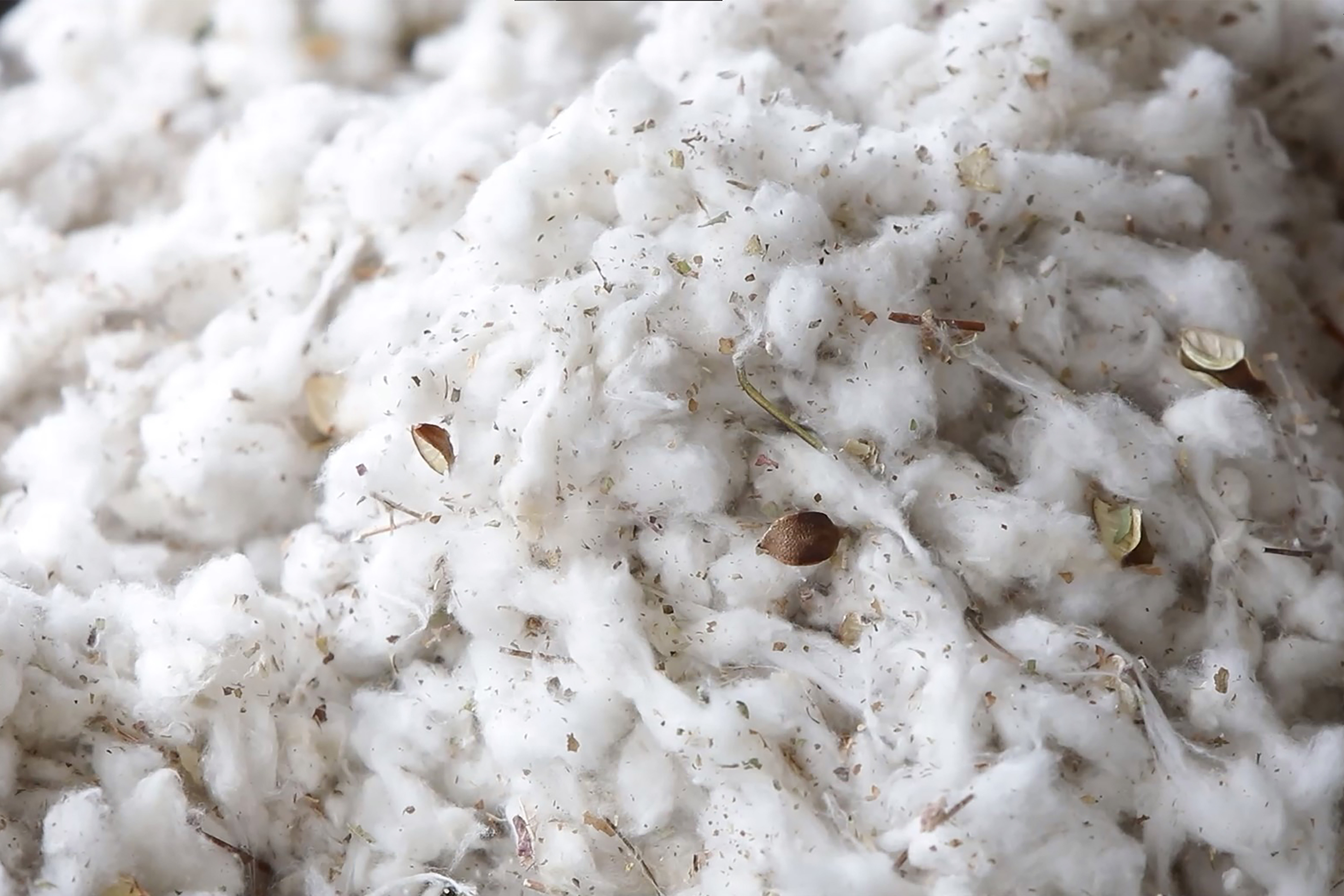 Destaca Agricultura resultados positivos del Programa Binacional contra plagas del algodonero