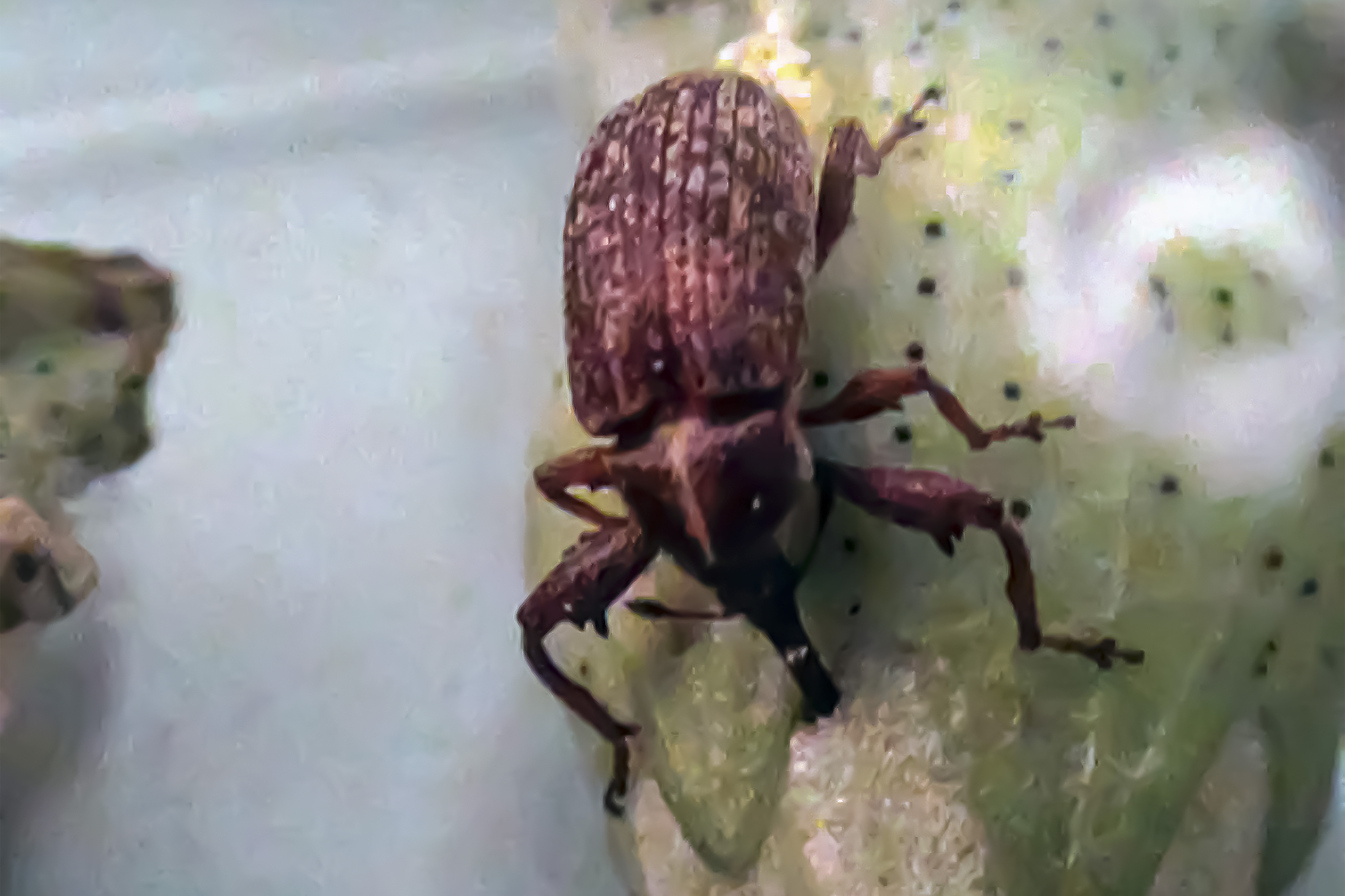 Destaca Agricultura resultados positivos del Programa Binacional contra plagas del algodonero