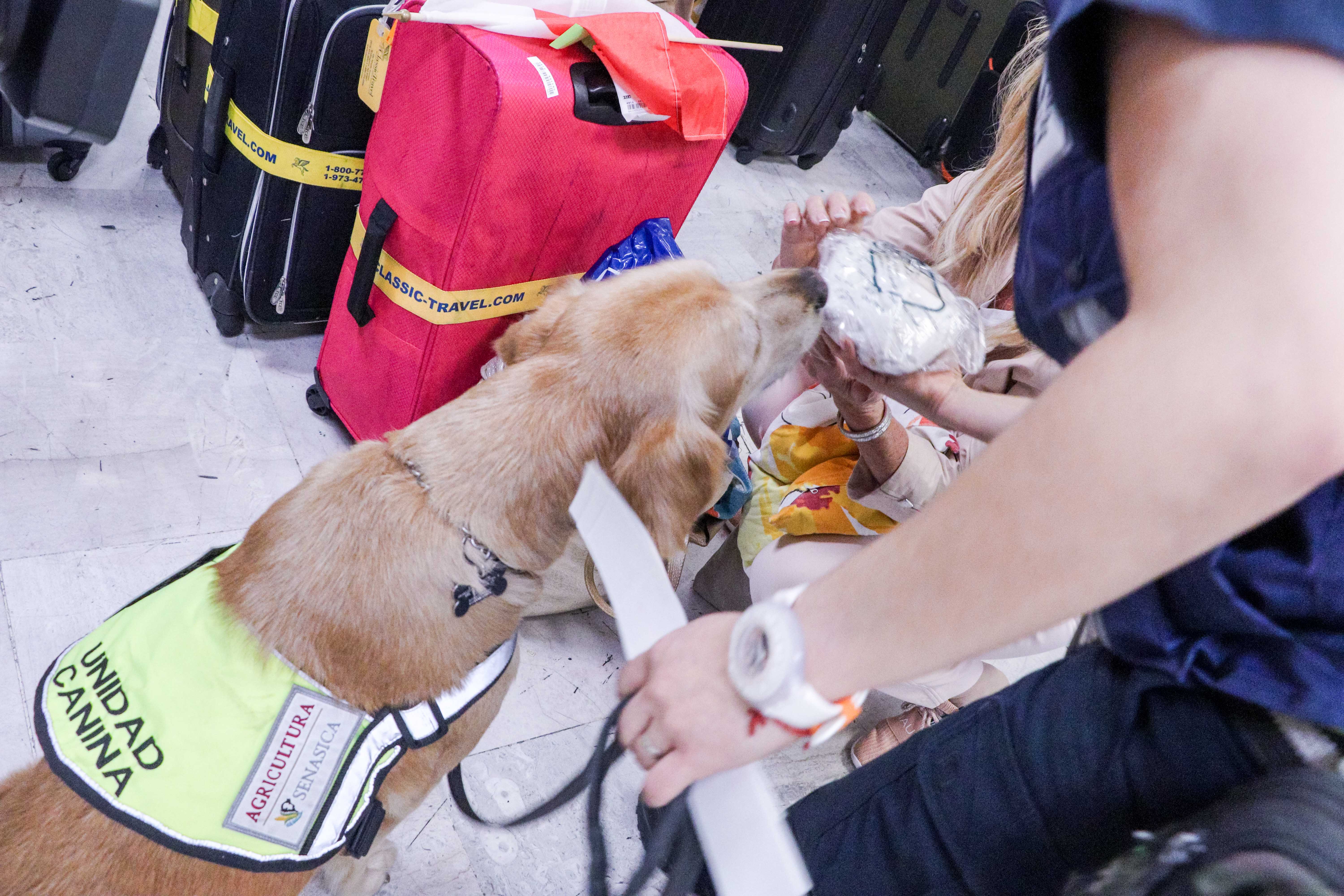 En vacaciones de invierno, AGRICULTURA fortalece controles en puertos, aeropuertos y fronteras, para proteger la sanidad agroalimentaria
