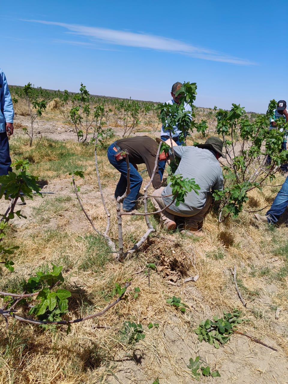 LA SECRETARÍA DE DESARROLLO RURAL IMPULSA LA CAPACITACIÓN Y ASISTENCIA TÉCNICA PARA EL CULTIVO DEL HIGO