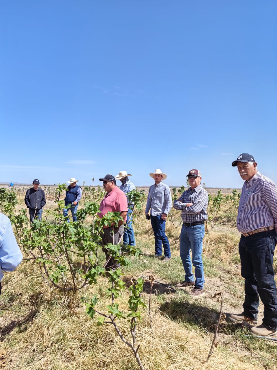 LA SECRETARÍA DE DESARROLLO RURAL IMPULSA LA CAPACITACIÓN Y ASISTENCIA TÉCNICA PARA EL CULTIVO DEL HIGO