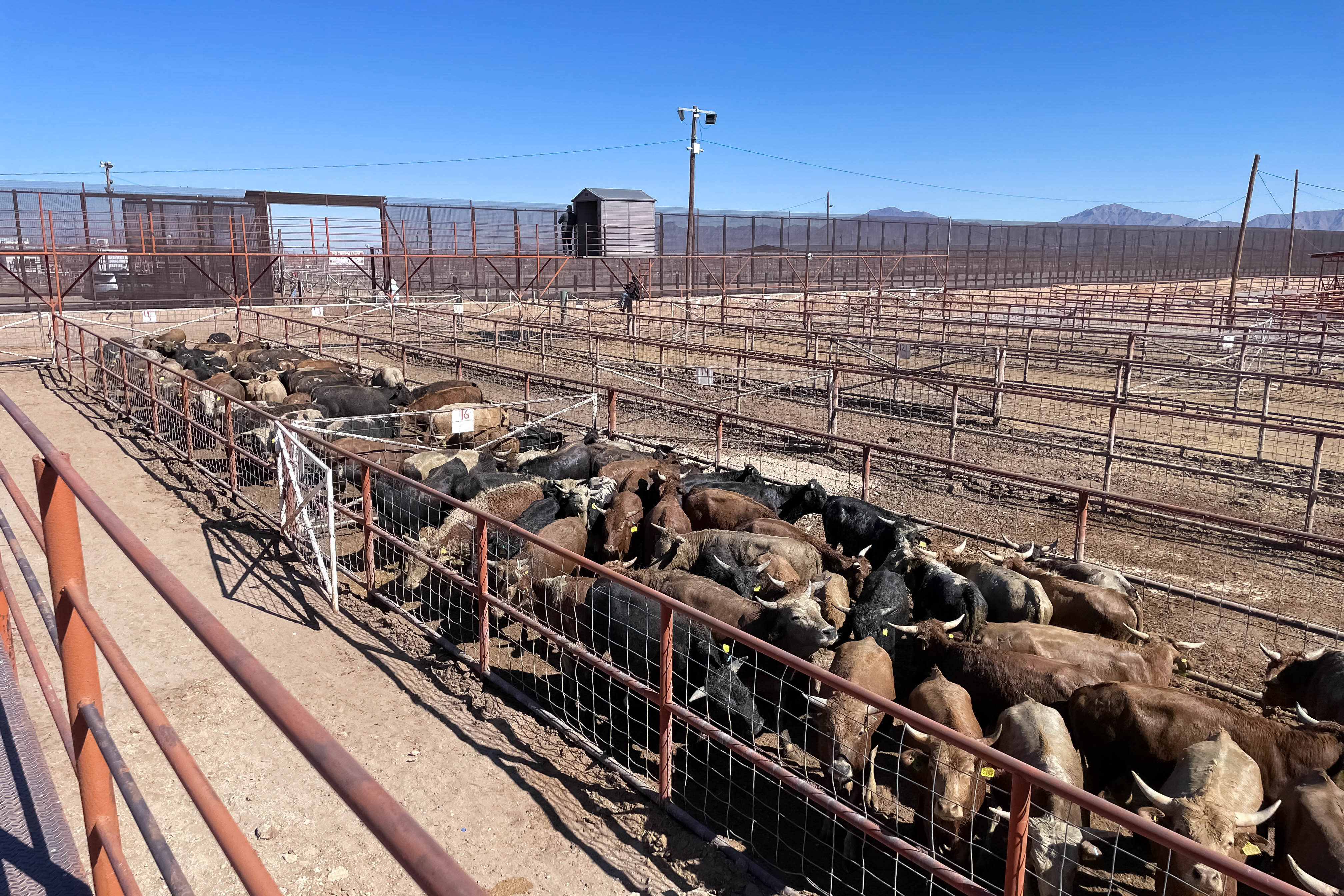 Refuerzan AGRICULTURA y cinco estados medidas para prevenir ingreso de gusano barrenador del ganado en el norte de México