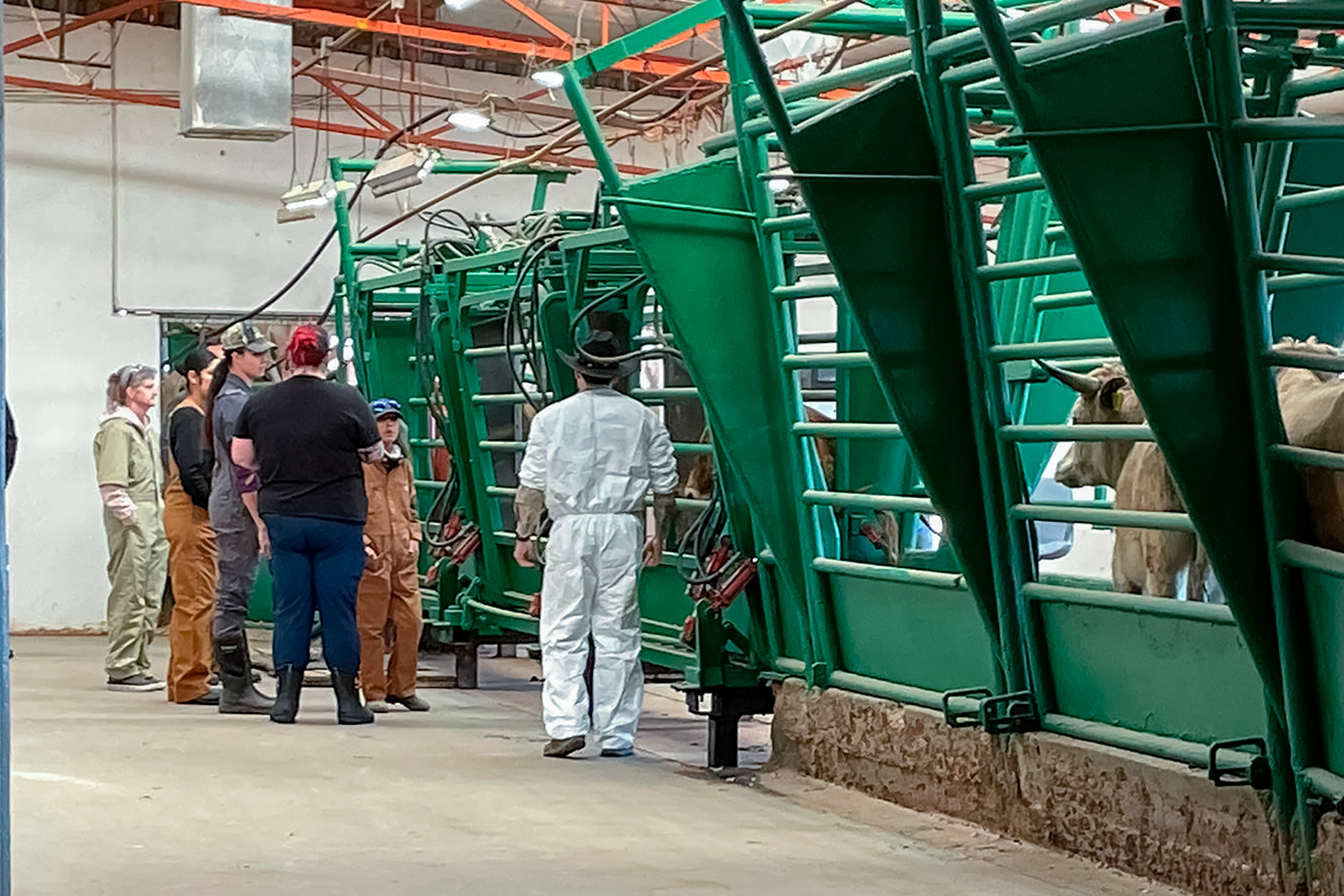 Refuerzan AGRICULTURA y cinco estados medidas para prevenir ingreso de gusano barrenador del ganado en el norte de México