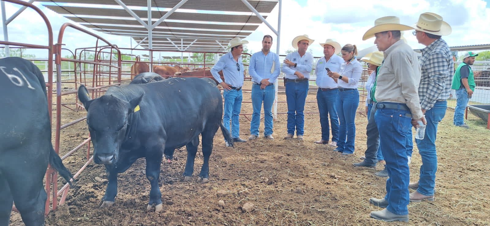 Entrega de sementales bovinos en Zaragoza fortalece al sector ganadero