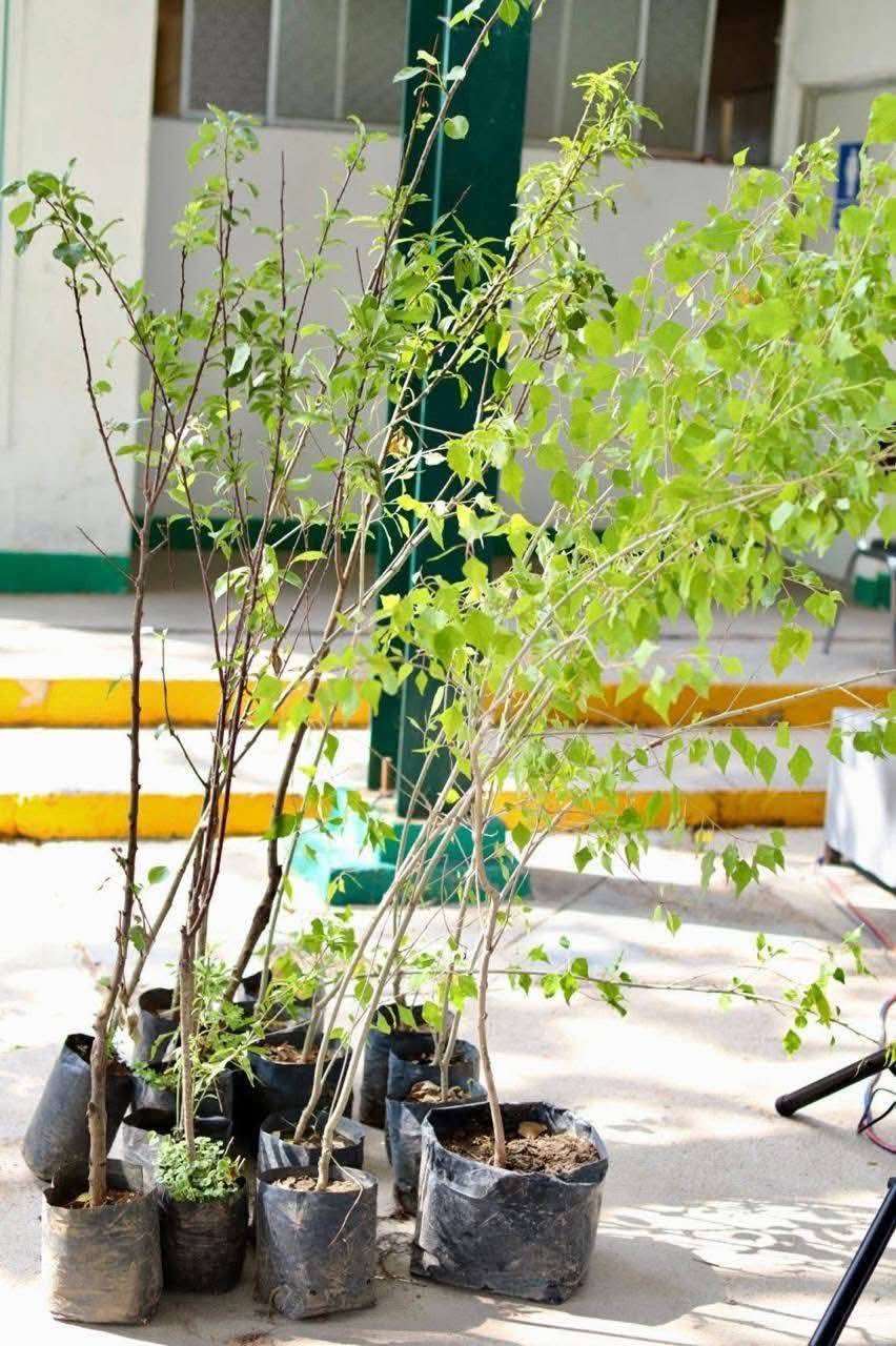 SE SUMA ACUÑA AL PROGRAMA "VERDE, VERDE COAHUILA"