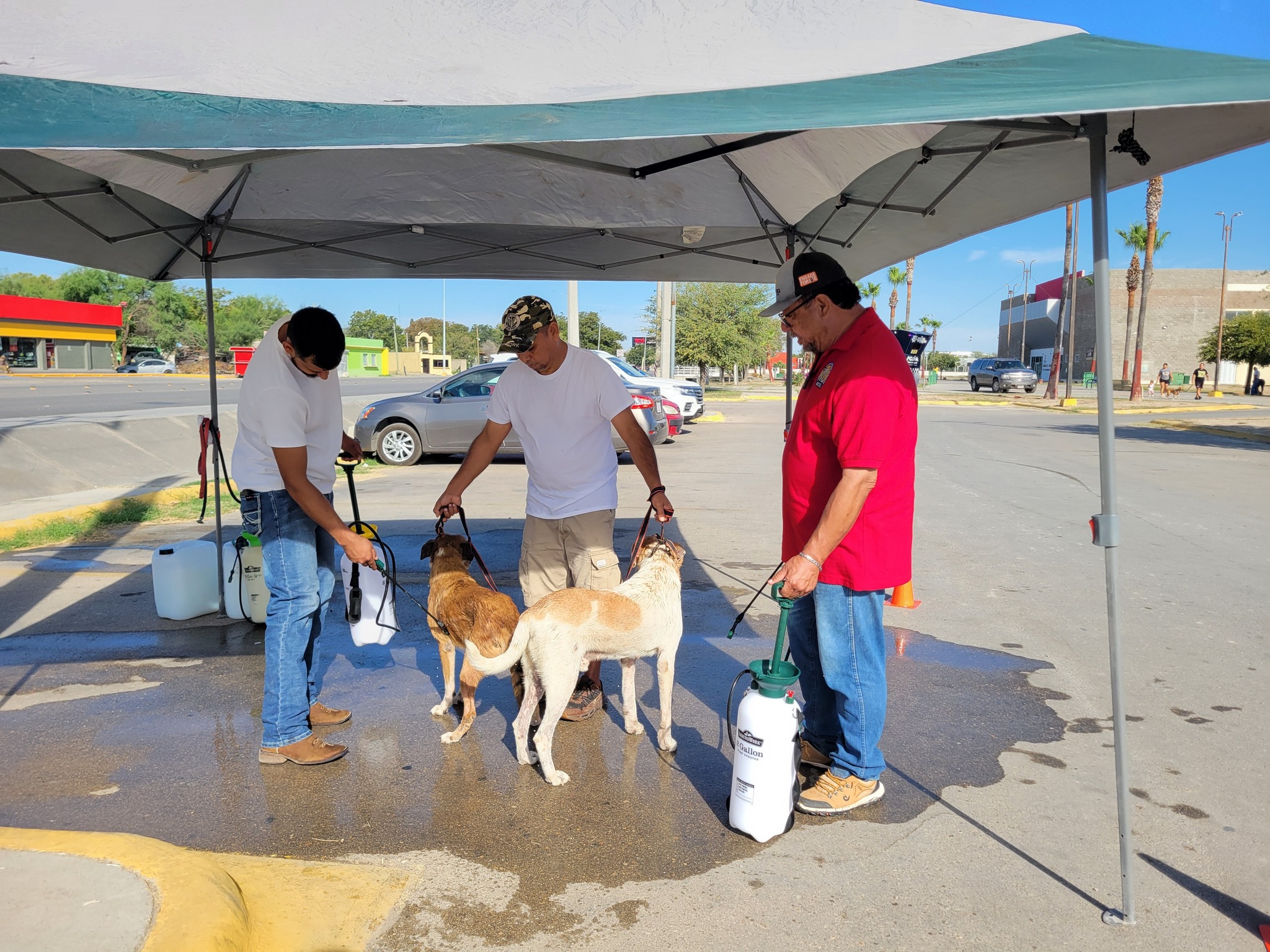 Realizan jornada de vacunación y desparasitación de perros y gatos
