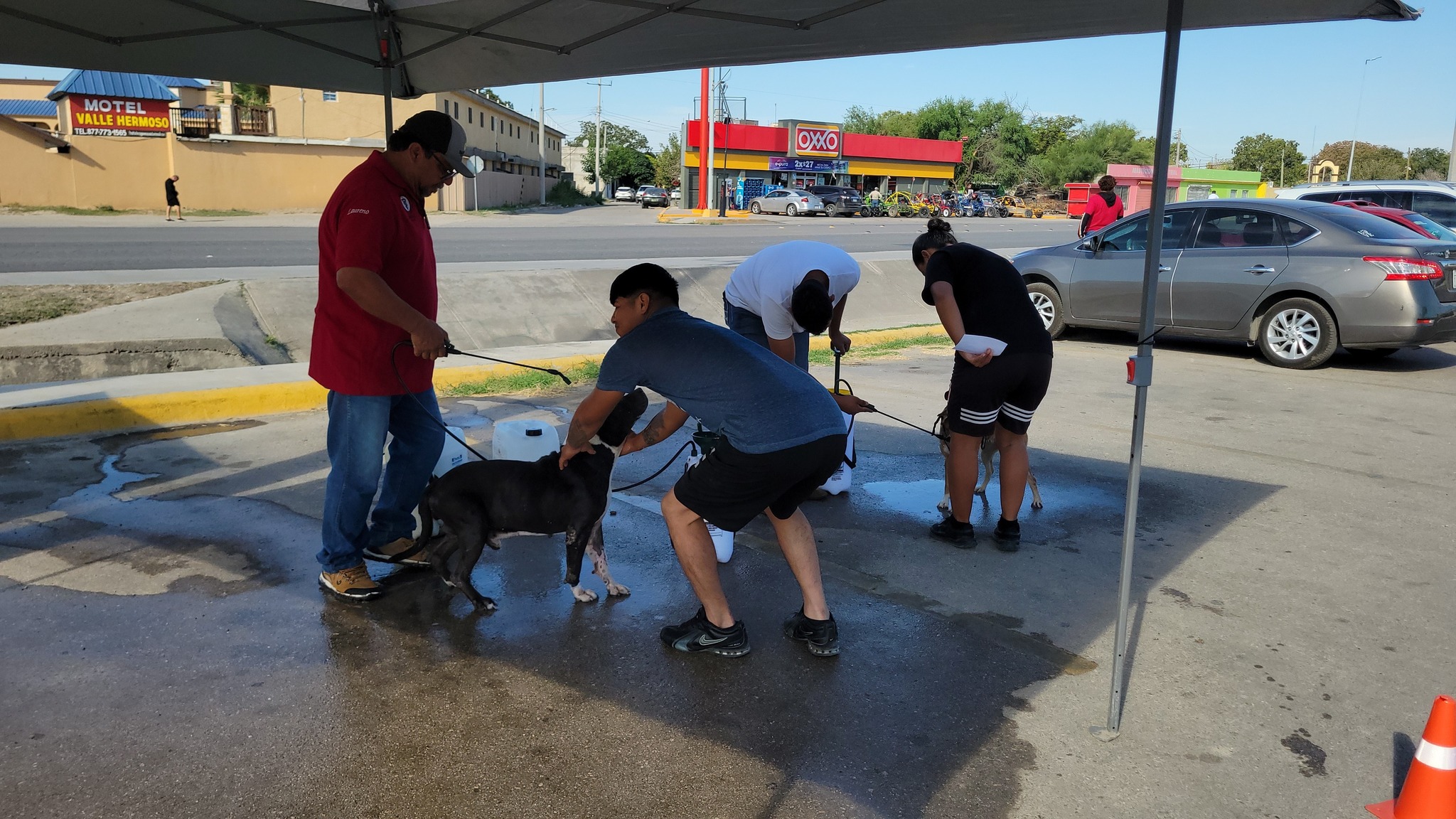 Realizan jornada de vacunación y desparasitación de perros y gatos