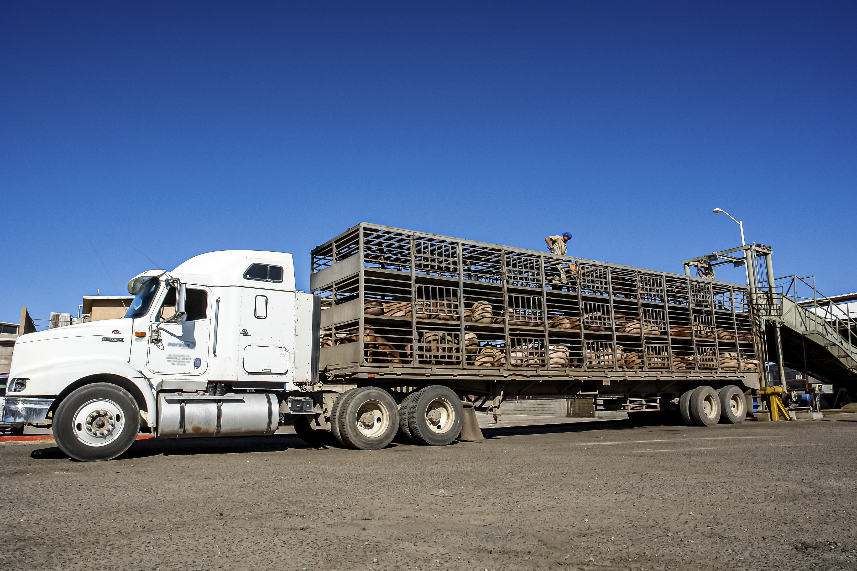 Respaldan industrias ganadera y porcícola medidas del Gobierno de México para fortalecer la soberanía alimentaria y proteger la producción nacional