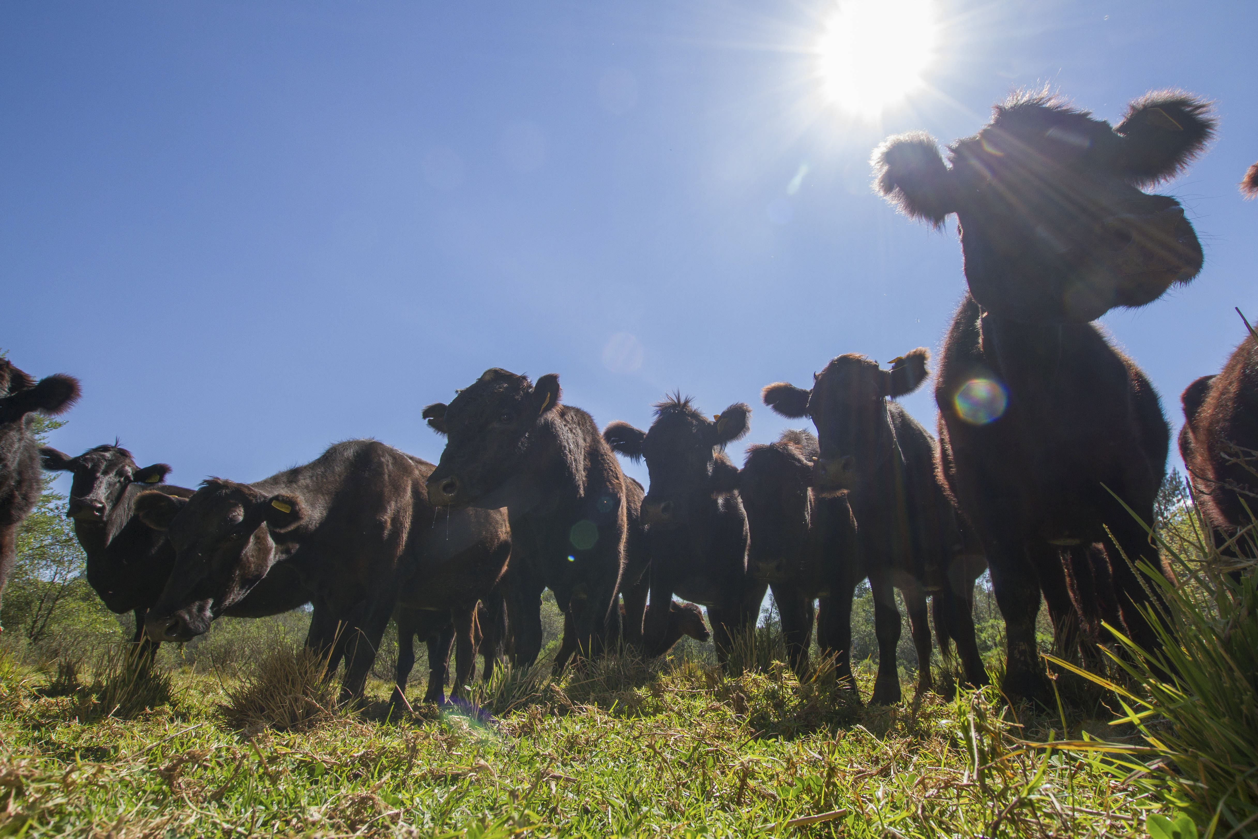Respaldan industrias ganadera y porcícola medidas del Gobierno de México para fortalecer la soberanía alimentaria y proteger la producción nacional