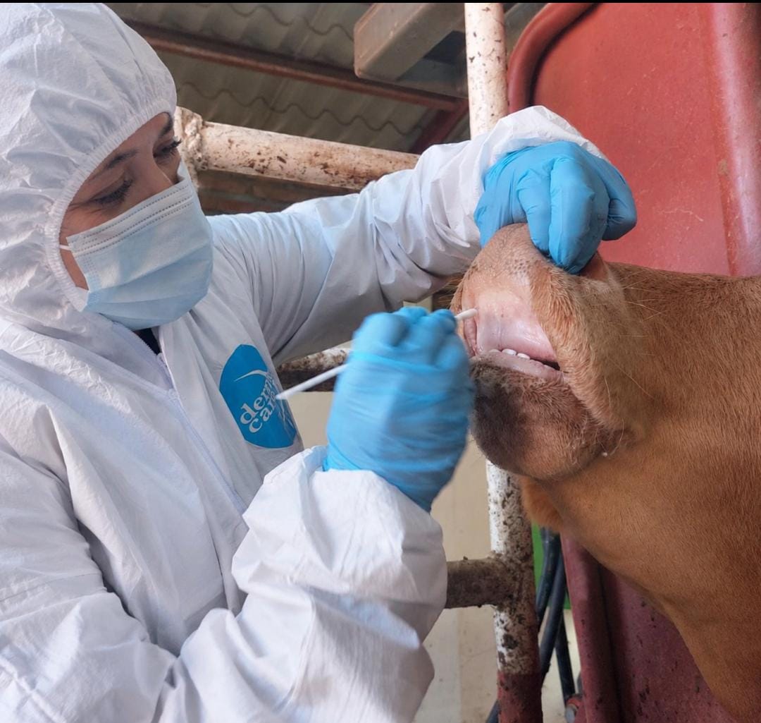 Descarta AGRICULTURA fiebre aftosa en bovino en Agua Prieta, Sonora