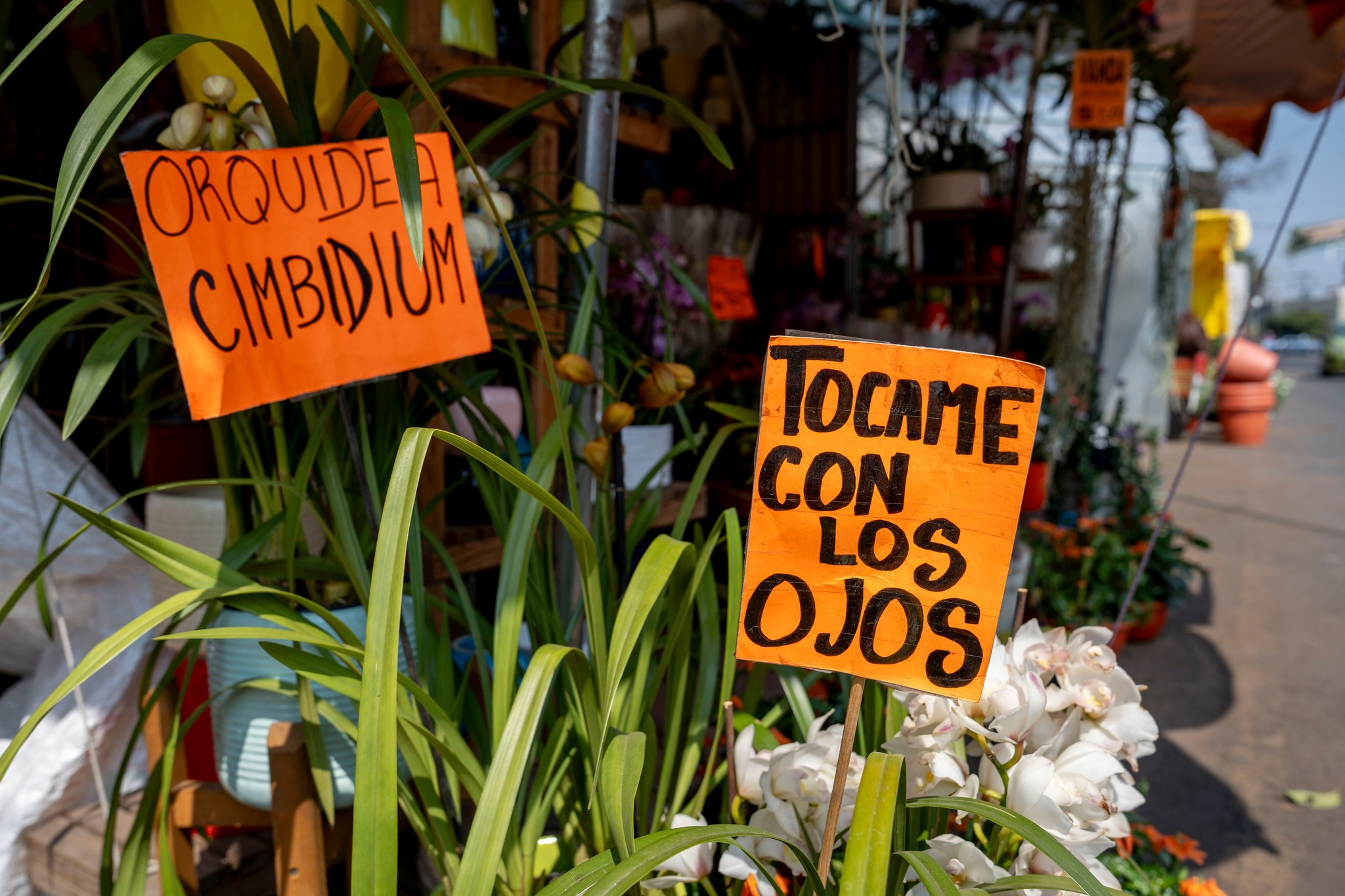 Campo mexicano, listo para la festividad del 14 de febrero