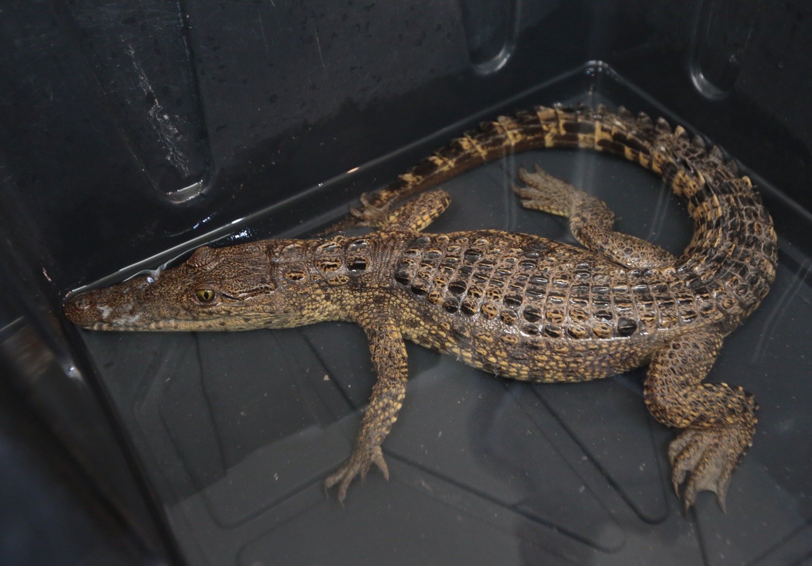 CAPTURA DE COCODRILO EN RAMOS ARIZPE: TRABAJO COORDINADO ENTRE MEDIO AMBIENTE Y MUNICIPIO