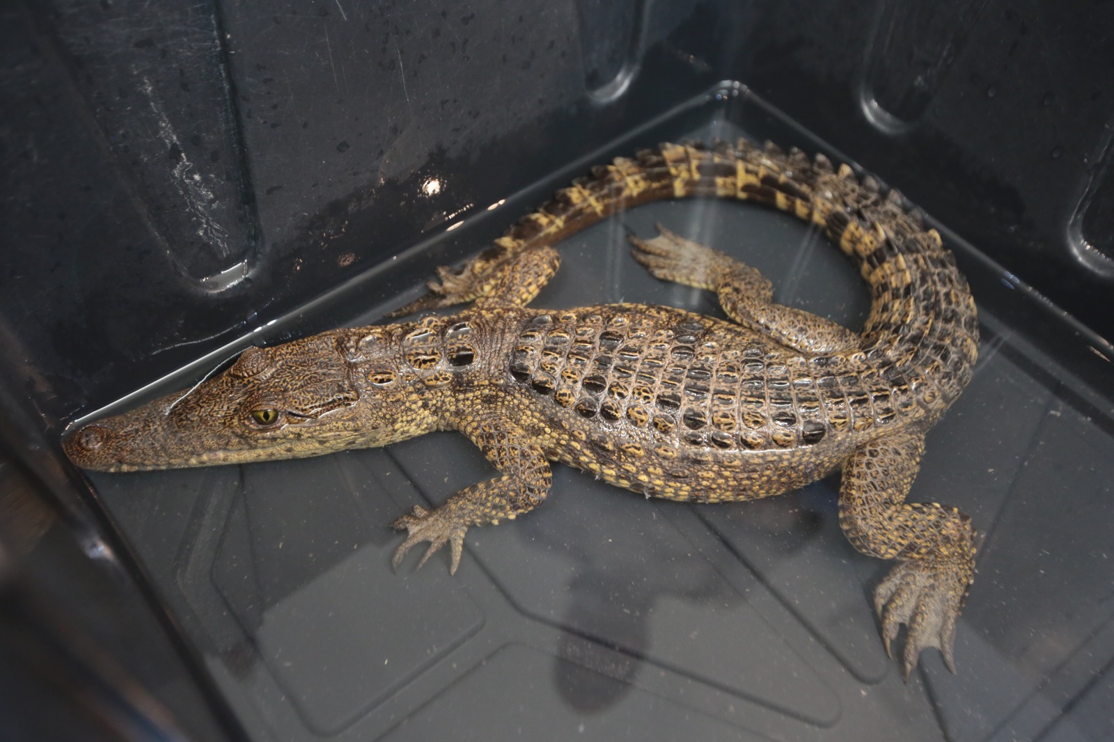 CAPTURA DE COCODRILO EN RAMOS ARIZPE: TRABAJO COORDINADO ENTRE MEDIO AMBIENTE Y MUNICIPIO