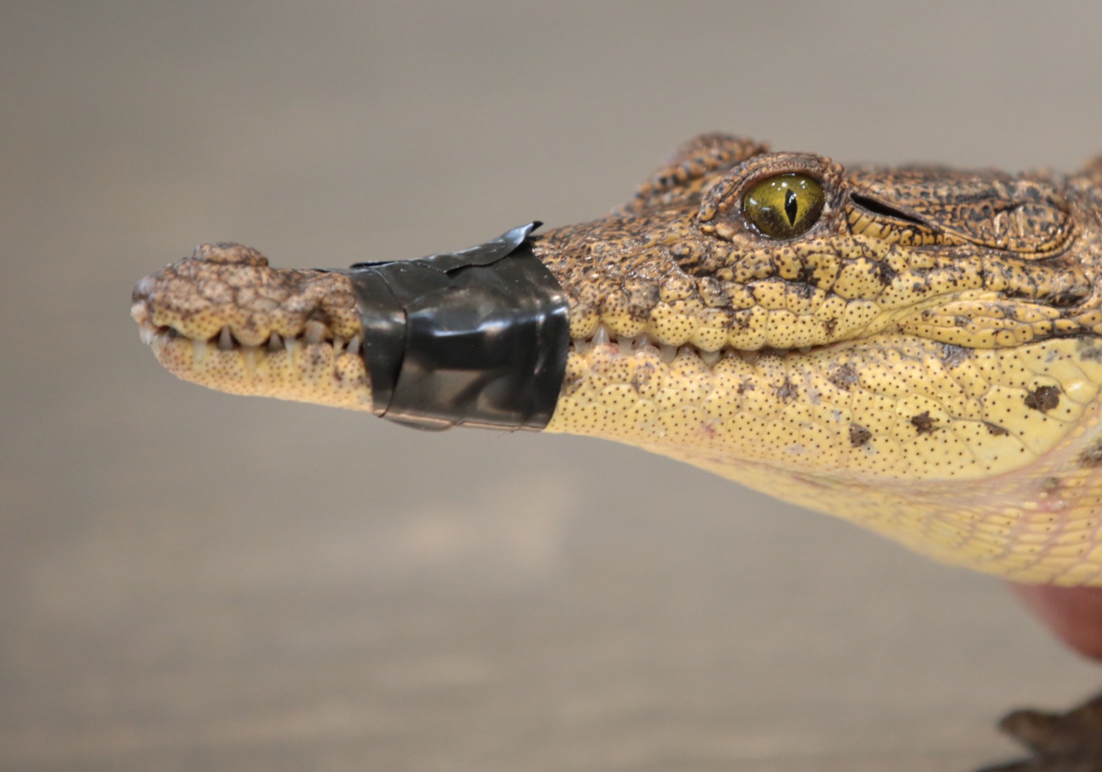 CAPTURA DE COCODRILO EN RAMOS ARIZPE: TRABAJO COORDINADO ENTRE MEDIO AMBIENTE Y MUNICIPIO