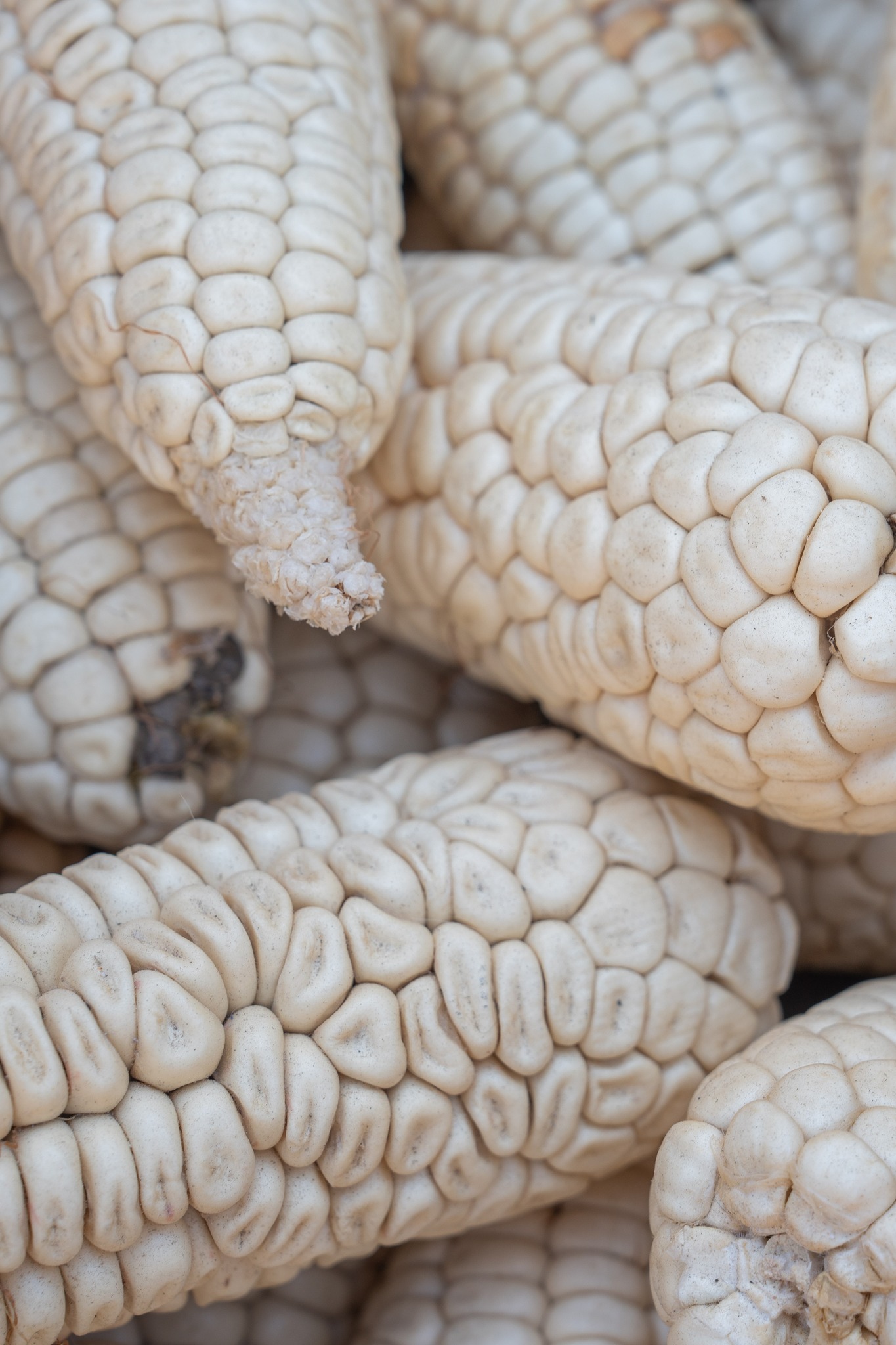 Simplifica AGRICULTURA trámites para incentivos al maíz blanco del ciclo Primavera-Verano 2025