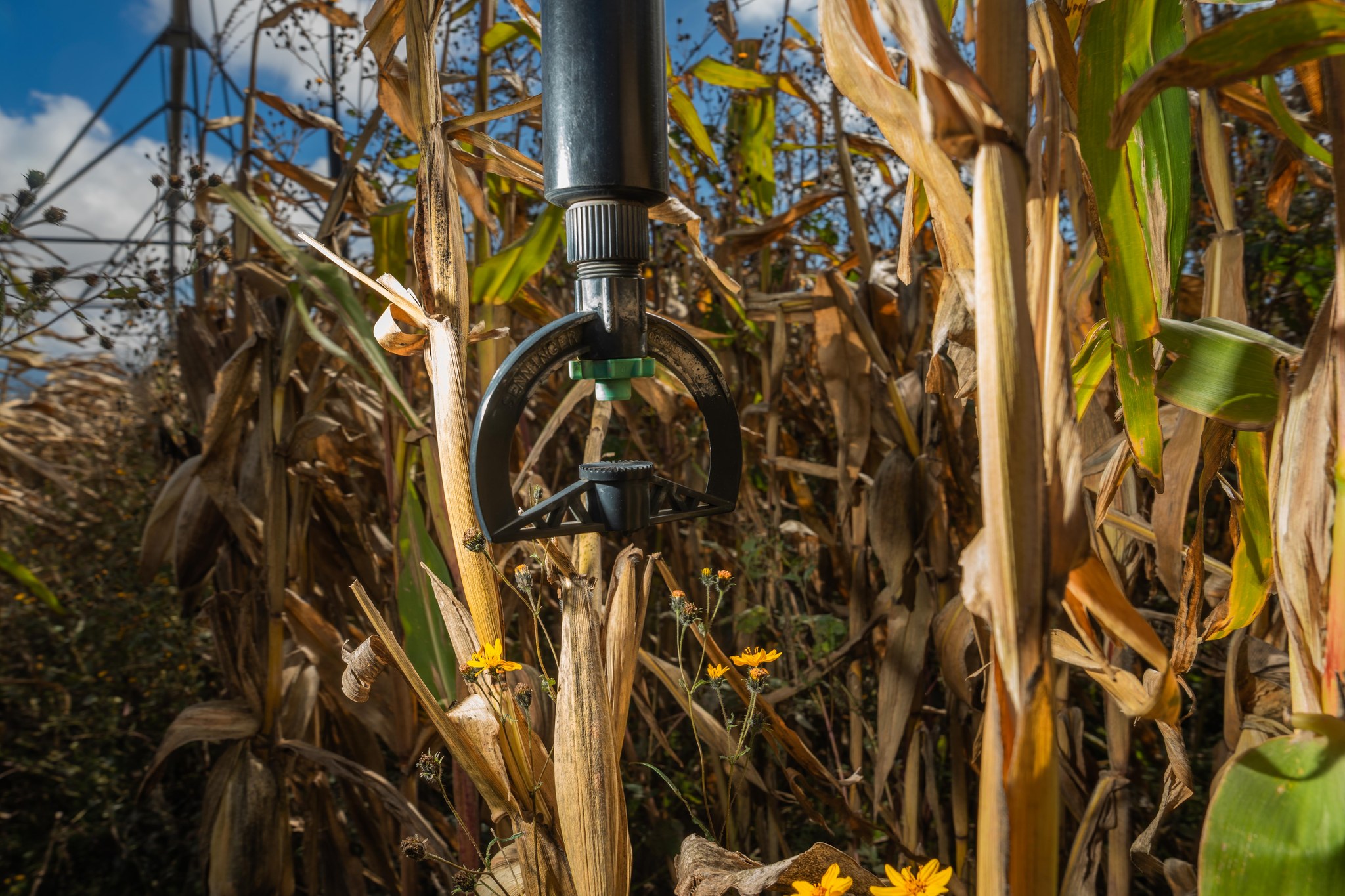 Simplifica AGRICULTURA trámites para incentivos al maíz blanco del ciclo Primavera-Verano 2025