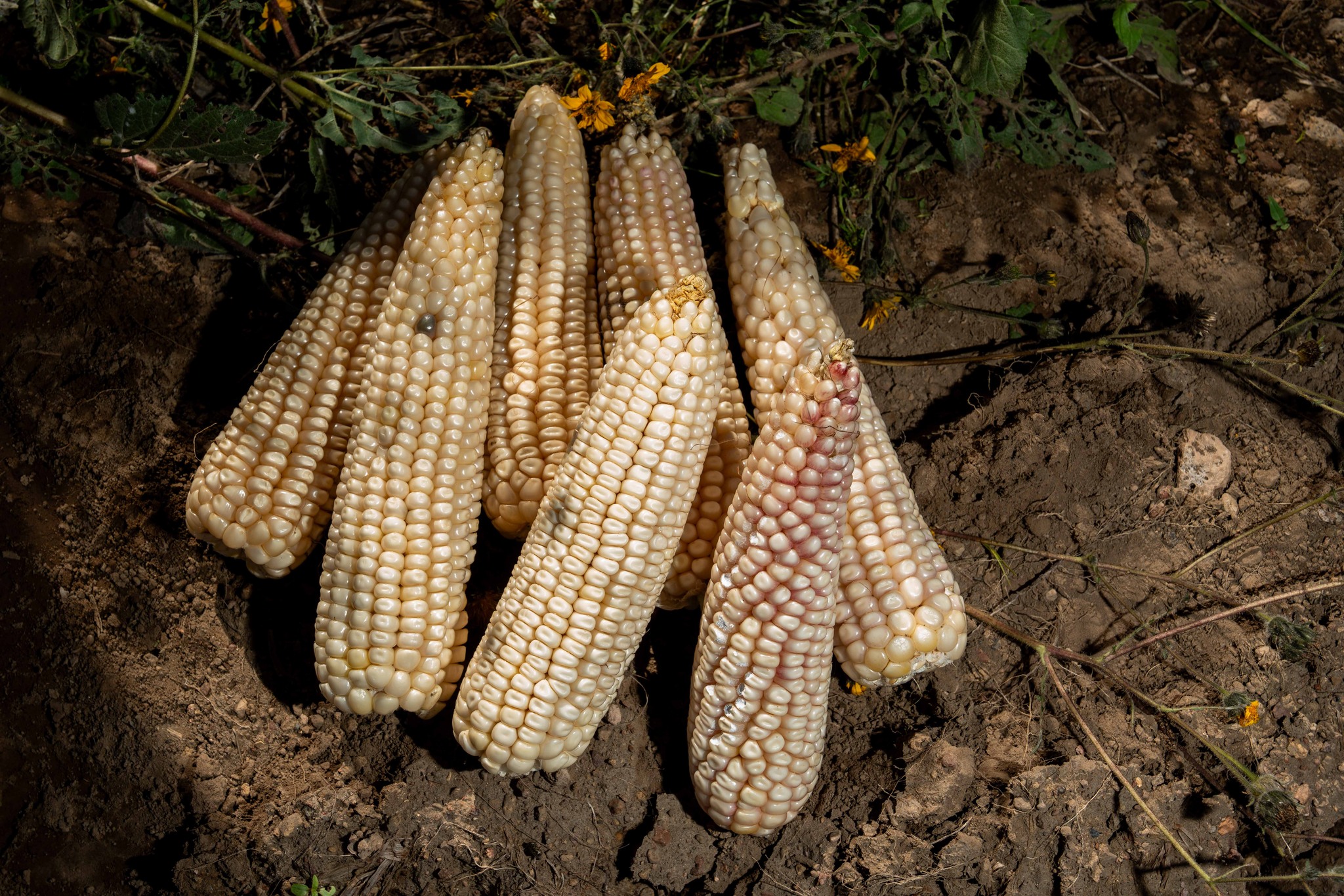 Simplifica AGRICULTURA trámites para incentivos al maíz blanco del ciclo Primavera-Verano 2025